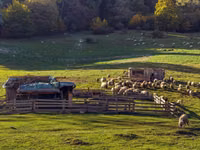 母羊, Sheep — 照片 4