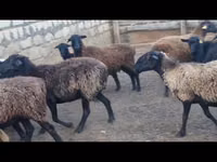 Խոյ, Ոչխարներ — լուսանկար 3