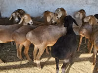 Sheep, Arashan sheep — photo 5
