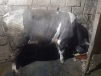 Ցուլ, Կարմիր-ծաղկավոր ցեղատեսակ — լուսանկար 1