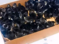 Australorp — photo 5