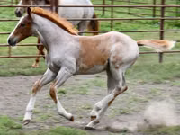 Horse (M), Quarter Horse — photo 2