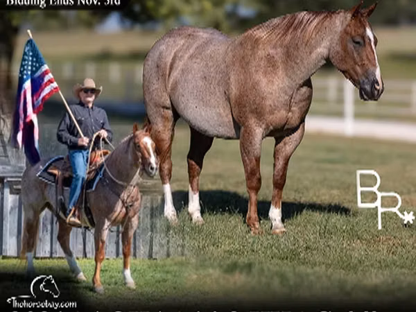 Horse (M), Quarter Horse — United States