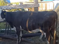 গাভী, Latvian Blue cattle — ছবি 2