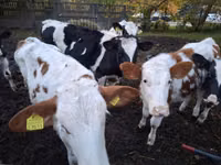 Lembu ternakan (lot, jantina tidak dinyatakan), Cattle — foto 8