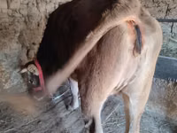 Bull, Cattle — photo 1