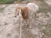 Ram, Rhon sheep — photo 1