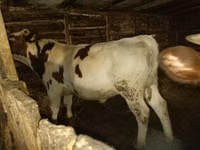 Toro, Simmental cattle — foto 2