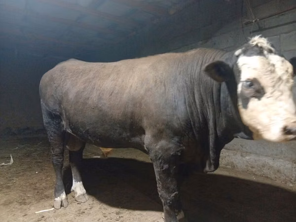 Bull, Swiss cattle — Kyrgyzstan