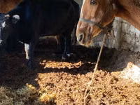 Kuda betina, Horses — foto 1