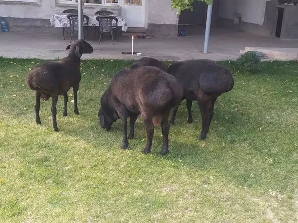 Domba jantan, Sheep