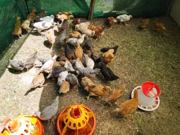Chickens — مجارستان