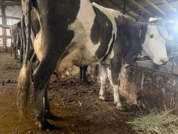 母牛, Russian Black pied cattle