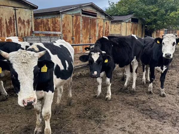 Cow, Russian Black pied cattle — Moldova