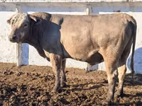 Bull, Auliekol breed — photo 6