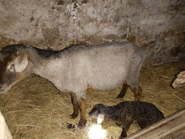 Goat, Goats