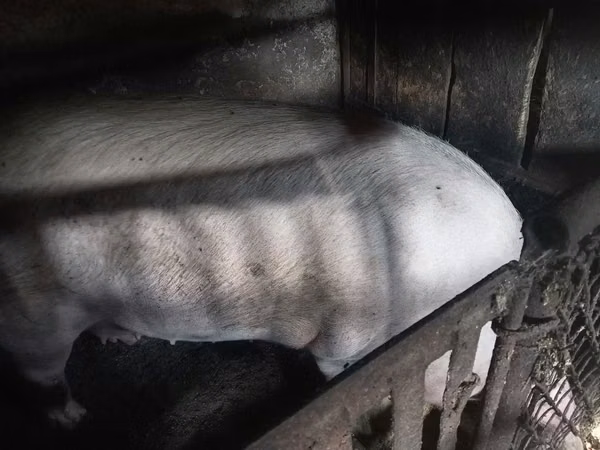 Sow, Pigs — Moldova
