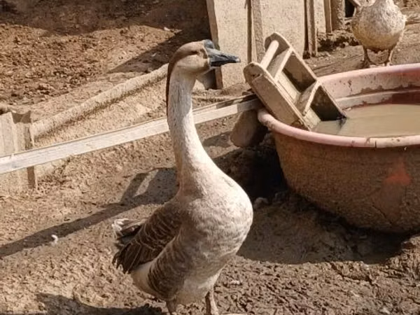 Geese — Uzbekistan