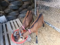Goat, Goats — photo 2