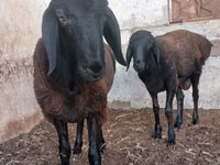 Domba jantan, Sheep — foto 4