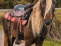 Horse (M), Friesian — photo 1