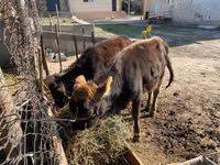 مویشی (گروپ، جنس مذکور نہیں), مویشی — تصویر 2