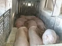 Babi (lot, jantina tidak dinyatakan), Pigs — foto 8