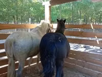 Horse (M), Horses — photo 4