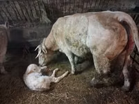 Bulle, Charolais cattle — Foto 6