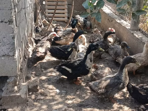 Domestic Muscovy — Kyrgyzstan