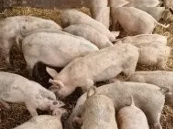 Boar,  — Hungary