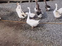 Geese — photo 2