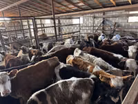 Toro, Swiss cattle — foto 4