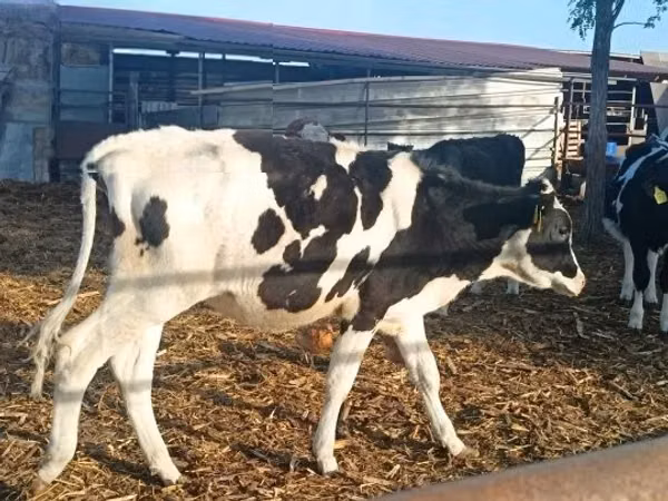 Sapi, Russian Black pied cattle