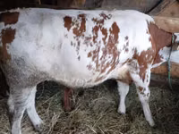 Cow, Simmental cattle — photo 1