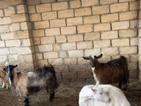 Dişi keçi, Keçilər — foto 8