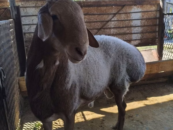 Sheep, Arashan sheep — Kazakhstan