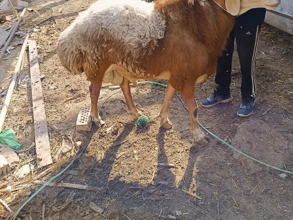 Ram, Hissar sheep — Kyrgyzstan