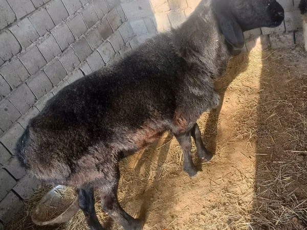 Хуц, Хонь