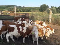 วัวตัวผู้, Simmental cattle — รูปภาพ 4