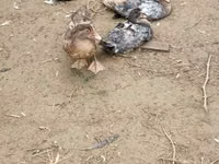 Ducks — 1. fotó