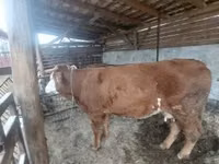 母牛, Simmental cattle — 照片 5