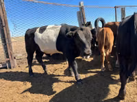 Ko, Simmental cattle — foto 5