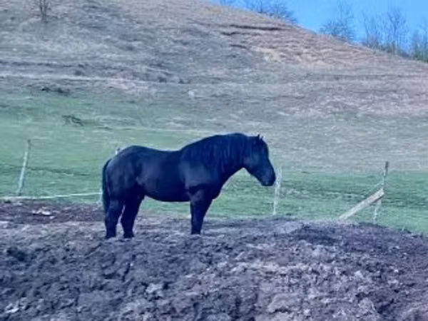Horse (M), Kabardian horse — Hungary