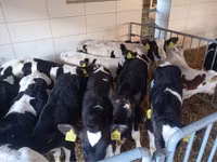 ወንድ በሬ, Simmental cattle — ፎቶ 3