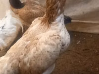 Chickens — sawirka 2