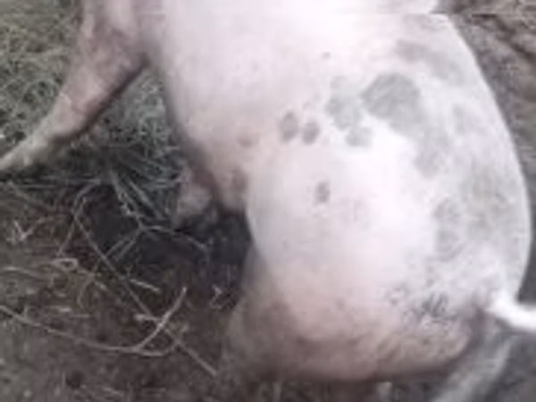 Boar, Pigs