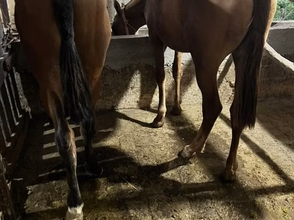 Horse (M), Horses — Kyrgyzstan