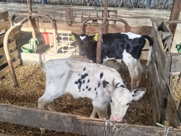 Bull, Holstein breed — Poland