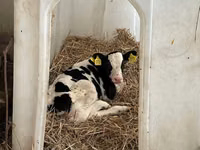 Bull, Russian Black pied cattle — photo 2